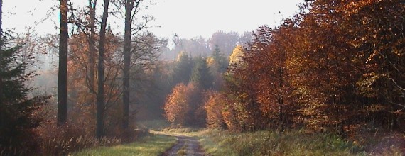 Waldweg im Solling